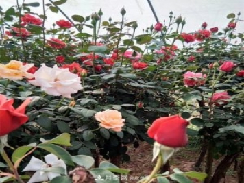 南陽(yáng)樹(shù)狀月季批發(fā)基地，規模大，品質(zhì)好，成活率高