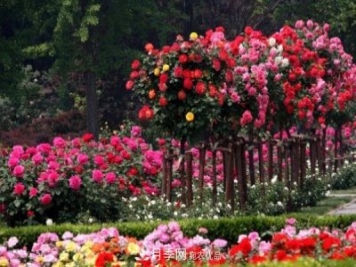 南陽(yáng)月季園開(kāi)展百萬(wàn)月季種植大會(huì )戰