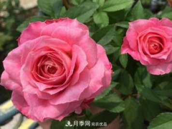 最齊全的適合陽(yáng)臺養的月季品種系列，來(lái)看一看