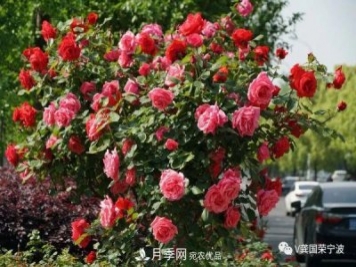 浙江寧波綠化“月季樹(shù)”千花盛放、爭奇斗艷甬城