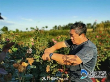 月季很美，兵支書(shū)很贊，山東萊州任尚泉走出最美致富路