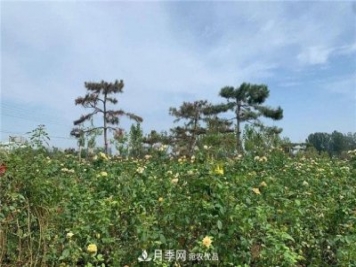 肅寧國際月季博覽園——月季文化景觀(guān)