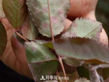 月季葉子上有一層白霜怎么辦？是白粉病嗎