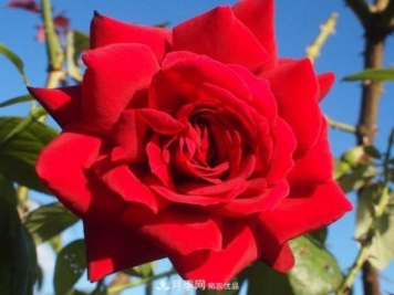 紅衣主教大花月季，花型漂亮，非常耐開(kāi)