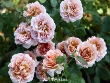 10種復古色月季，氣質(zhì)炸裂！花友值得入手！