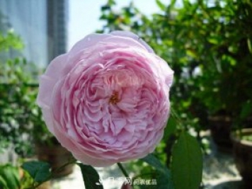 推薦4種優(yōu)秀藤本月季，開(kāi)花多一開(kāi)就停不下來(lái)