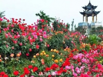南陽(yáng)旅游大發(fā)展：月季樹(shù)藝 齊爭芬芳 百花開(kāi)放 滿(mǎn)園春色