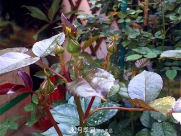 月季的常備藥品有哪些？收好了！