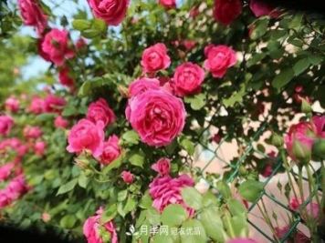 窗前月季開(kāi)園丁在幕后 上海靜安這樣升級綠化環(huán)境