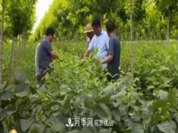 河南商丘男子種苗木，半年營(yíng)業(yè)額達3000萬(wàn)
