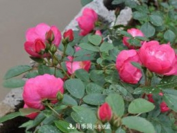 安吉拉月季的優(yōu)缺點(diǎn)是什么？ 如何養殖