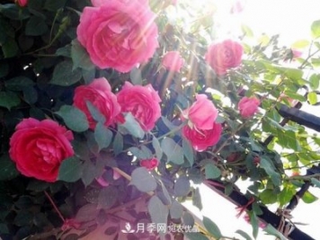 藤本月季大游行和粉色達芬奇優(yōu)缺點(diǎn)是什么？