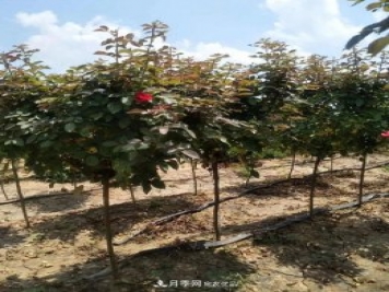 供應各種規格的樹(shù)狀月季，樹(shù)樁月季，小青桿月季