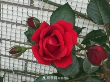說(shuō)一說(shuō)南陽(yáng)月季園的四種紅色藤本月季