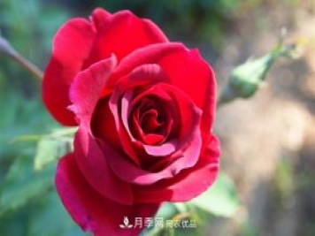 常見(jiàn)的紅色藤本月季有哪些品種？