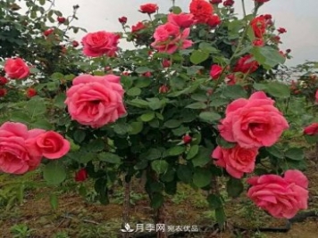 公園樹(shù)狀月季，景區樹(shù)狀月季，樹(shù)狀月季苗批發(fā)基地