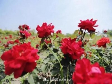 上海松江10萬(wàn)平方米月季小鎮9月底完工，十一等你來(lái)打卡