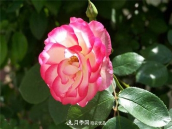月季，月季，我的月季