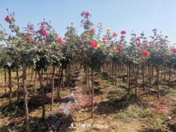 河北樹(shù)狀月季批發(fā)基地，品種月季產(chǎn)地直供價(jià)格表