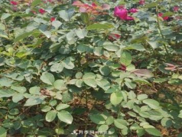 月季苗，月季花，品種齊全暢銷(xiāo)全國市花城市
