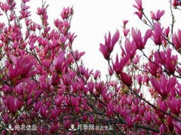 南召辛夷苗價(jià)格，辛夷苗行情，中國辛夷之鄉玉蘭之鄉