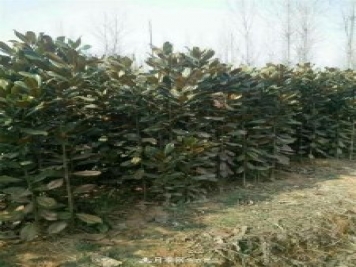 南陽(yáng)南召玉蘭基地，廣玉蘭苗木繁育技術(shù)分享