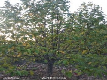 中國辛夷之鄉，南召辛夷花樹(shù)的介紹