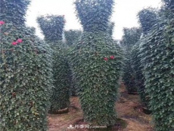 月季花瓶，南陽(yáng)基地花瓶造型月季批發(fā)價(jià)格