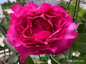 無(wú)伊芙不月季，哪種伊芙月季最值得入手？