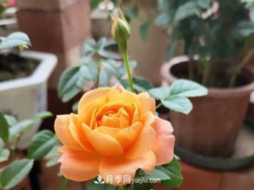 新手入坑月季，學(xué)好5個(gè)小妙招，果汁陽(yáng)臺月季輕松開(kāi)花滿(mǎn)盆