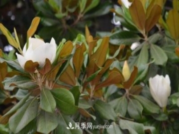 南召縣張德倉，玉蘭苗木大王創(chuàng  )業(yè)記