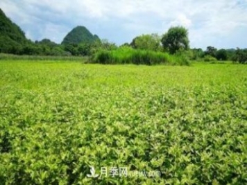 南召縣石門(mén)鄉竹園村 艾草產(chǎn)業(yè)鏈富了眾鄉鄰