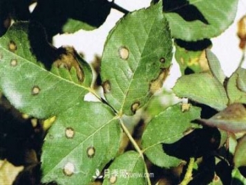 月季炭疽病癥狀、發(fā)病特點(diǎn)及防治方法