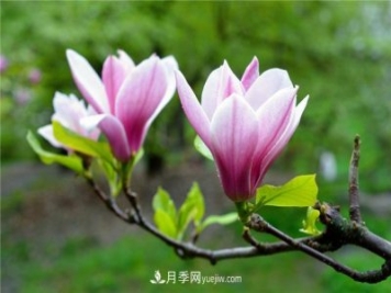 南陽(yáng)南召縣榮獲“中國玉蘭之鄉”稱(chēng)號
