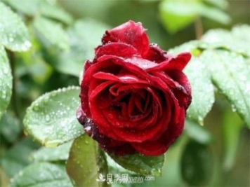 陰雨天對月季還有好處？做好這幾點(diǎn)雨水也能當肥料