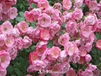 安吉拉月季的優(yōu)缺點(diǎn)是什么？安吉拉養殖辦法