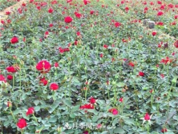 湖北宜昌:年輕夫妻創(chuàng  )辦月季種植園，累并快樂(lè )著(zhù)！