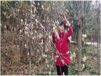 南陽(yáng)南召皇后鄉：辛夷苗木成為脫貧路上“搖錢(qián)樹(shù)”
