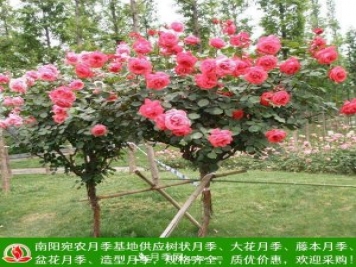 樹(shù)狀月季，藤本月季，大花月季，貨源充足價(jià)格合理