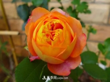 專(zhuān)屬12星座的月季花，你的星座是什么月季