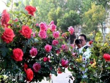 河北邢臺：月季花開(kāi)美如畫(huà)