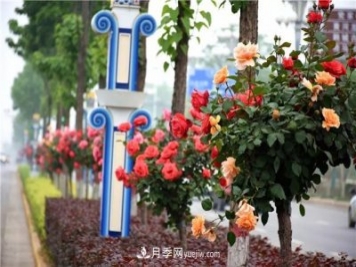 河北北京天津樹(shù)狀月季成風(fēng)景線(xiàn)，四季應該怎么養護？