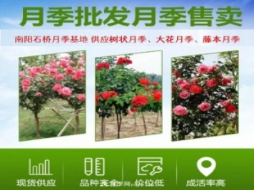 大花月季批發(fā)，樹(shù)狀月季批發(fā)，中國月季之鄉價(jià)格就是香！