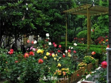 南通市花是什么？南通市花是月季