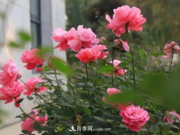 初冬，洛陽(yáng)師范學(xué)院留得月季獨艷