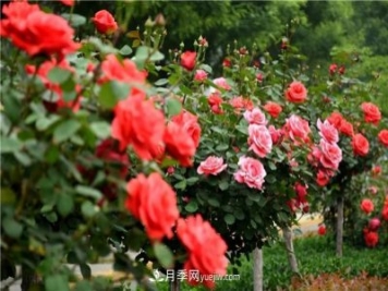 國花系列：花中皇后——月季：史上最全月季總覽