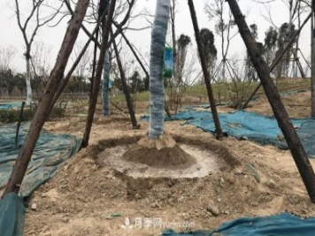 園林人有疑惑，苗木移植之后是先搭支撐還是先澆水？