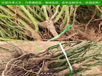 月季裸根苗，2020南陽(yáng)月季裸根苗大量出貨中