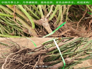月季裸根苗什么時(shí)候栽種？教你把握最佳時(shí)機栽種