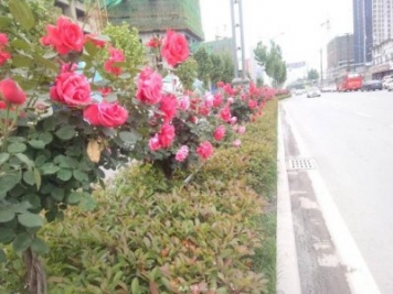 山西運城：月季花街，賞花要讓花入你眼中來(lái)